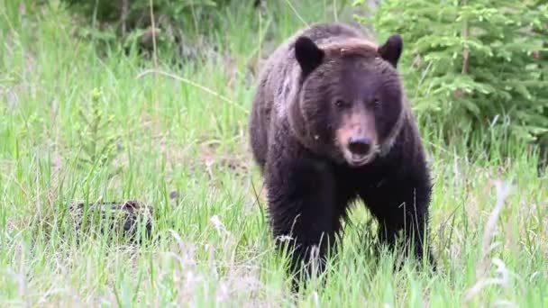 Grizzlybär Der Kanadischen Wildnis — Stockvideo