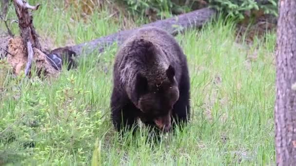 Medvěd Grizzly Kanadské Divočině — Stock video