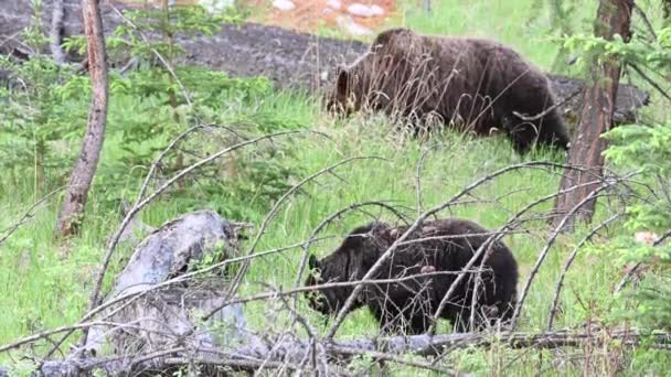 Oso Pardo Desierto Canadiense — Vídeo de stock