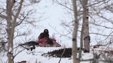 Kel kartal Kanada 'nın vahşi doğasında