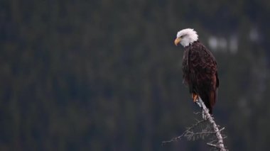 Kel kartal Kanada 'nın vahşi doğasında