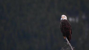 Kel kartal Kanada 'nın vahşi doğasında