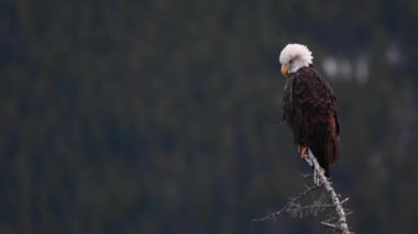 Kel kartal Kanada 'nın vahşi doğasında