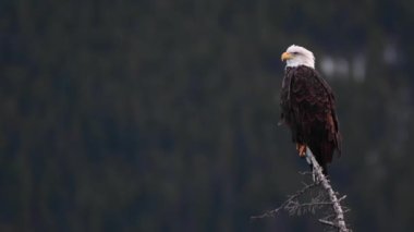 Kel kartal Kanada 'nın vahşi doğasında