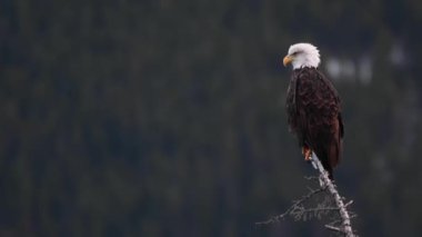 Kel kartal Kanada 'nın vahşi doğasında