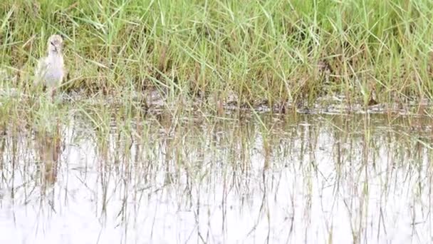 カナダの荒野での大胆なワシ — ストック動画