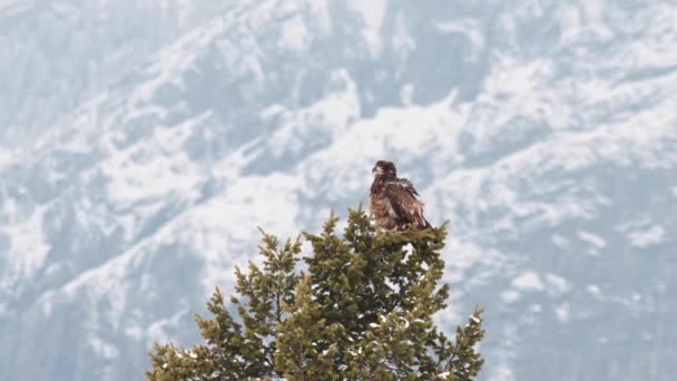 Águia Careca Nin Natureza Selvagem Canadense — Vídeo de Stock
