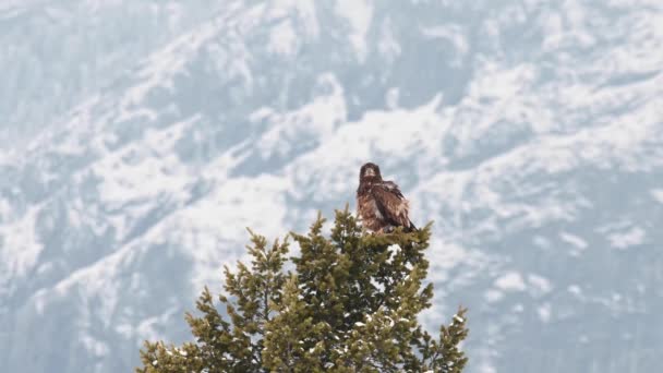 Φαλακρός Αετός Στην Καναδική Έρημο — Αρχείο Βίντεο
