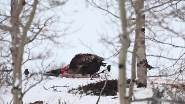 Φαλακρός Αετός Στην Καναδική Έρημο — Αρχείο Βίντεο