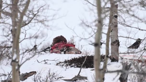 カナダの荒野での大胆なワシ — ストック動画