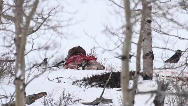 Kale Adelaar Nin Canadese Wildernis — Stockvideo