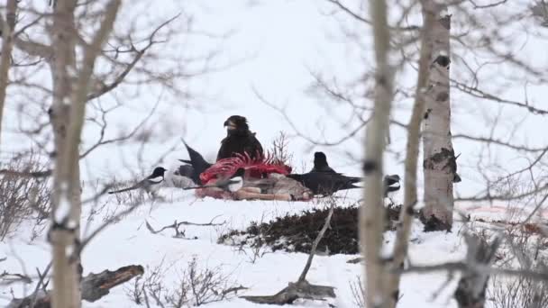 Pygargue Tête Blanche Dans Nature Sauvage Canadienne — Video