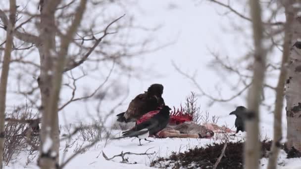 Pygargue Tête Blanche Dans Nature Sauvage Canadienne — Video