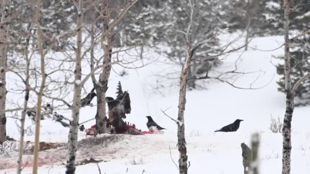 Águia Careca Nin Natureza Selvagem Canadense — Vídeo de Stock