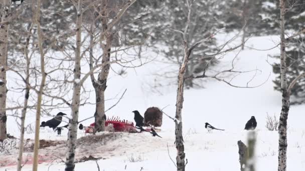 Kale Adelaar Nin Canadese Wildernis — Stockvideo