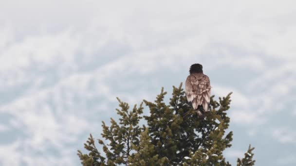 Pygargue Tête Blanche Dans Nature Sauvage Canadienne — Video