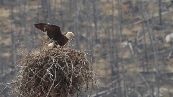 Kale Adelaar Nin Canadese Wildernis — Stockvideo