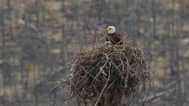 Kale Adelaar Nin Canadese Wildernis — Stockvideo