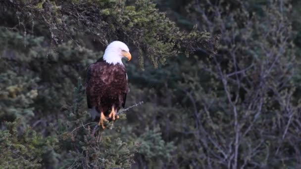 Kale Adelaar Nin Canadese Wildernis — Stockvideo