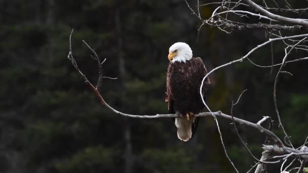 Águila Calva Desierto Canadiense — Vídeo de stock
