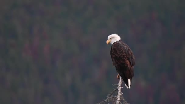 Águila Calva Desierto Canadiense — Vídeo de stock
