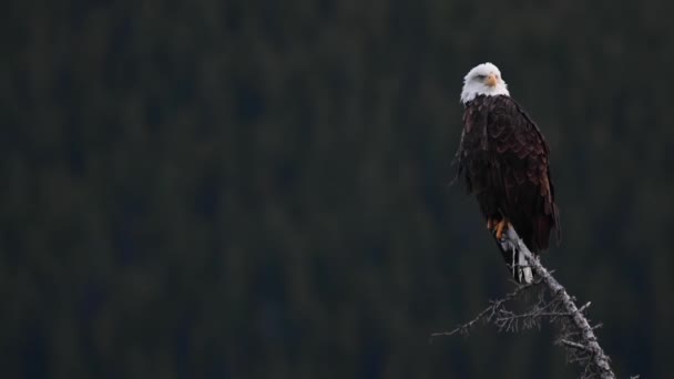 Pygargue Tête Blanche Dans Nature Sauvage Canadienne — Video