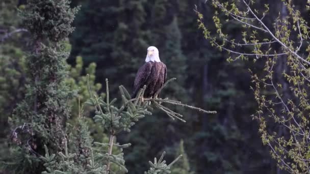 Águila Calva Desierto Canadiense — Vídeos de Stock