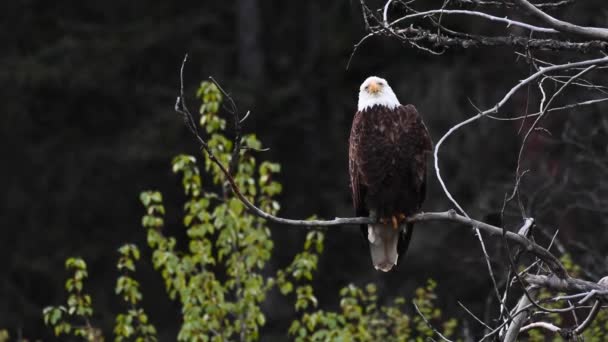 Pygargue Tête Blanche Dans Nature Sauvage Canadienne — Video