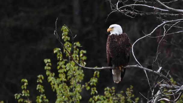 Pygargue Tête Blanche Dans Nature Sauvage Canadienne — Video