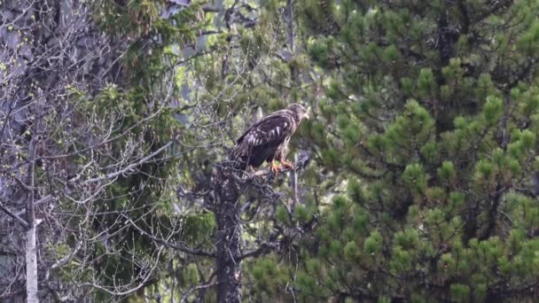 Weißkopfseeadler Der Kanadischen Wildnis — Stockvideo