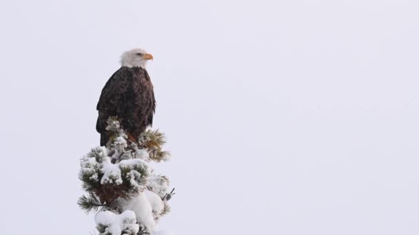 Weißkopfseeadler Der Kanadischen Wildnis — Stockvideo