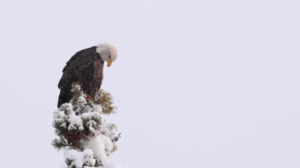 Pygargue Tête Blanche Dans Nature Sauvage Canadienne — Video