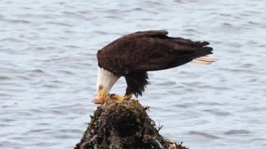Kel kartal Kanada 'nın vahşi doğasında