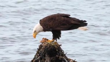 Kel kartal Kanada 'nın vahşi doğasında