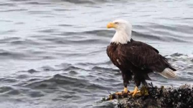 Kel kartal Kanada 'nın vahşi doğasında