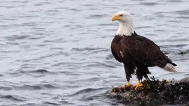 Kel kartal Kanada 'nın vahşi doğasında