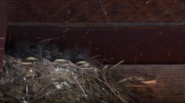 Kanada 'nın vahşi doğasında ahır kırlangıcı