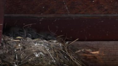 Kanada 'nın vahşi doğasında ahır kırlangıcı