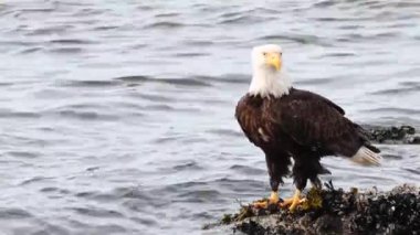 Kel kartal Kanada 'nın vahşi doğasında