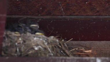 Kanada 'nın vahşi doğasında ahır kırlangıcı