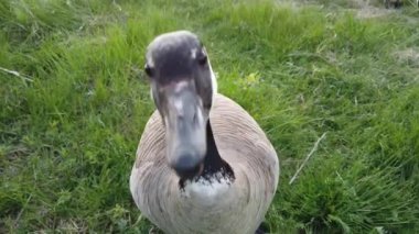 Kanada vahşi doğasında Kanada kazı