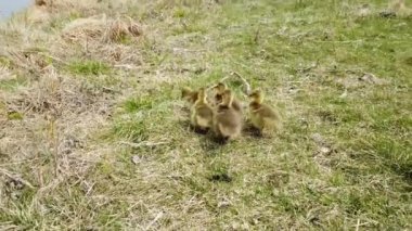 Kanada vahşi doğasında Kanada kazı
