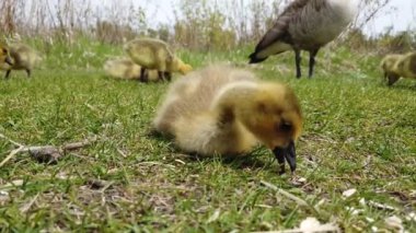 Kanada vahşi doğasında Kanada kazı