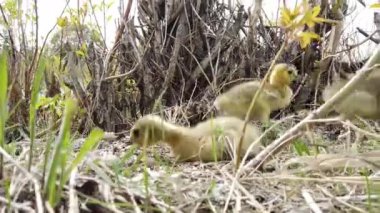 Kanada vahşi doğasında Kanada kazı