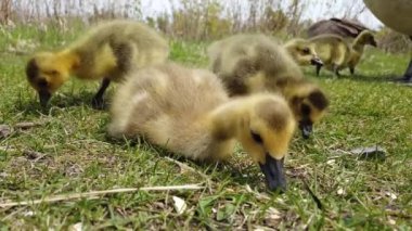 Kanada vahşi doğasında Kanada kazı