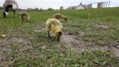 Kanada vahşi doğasında Kanada kazı