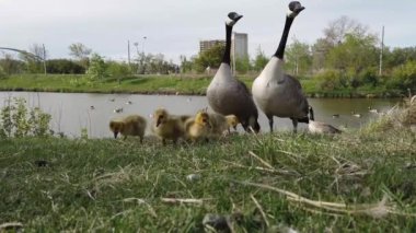 Kanada vahşi doğasında Kanada kazı