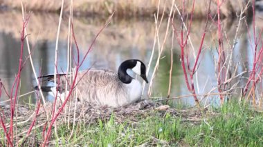 Kanada vahşi doğasında Kanada kazı