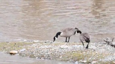 Kanada vahşi doğasında Kanada kazı