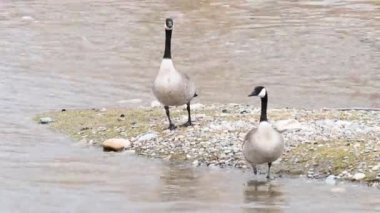 Kanada vahşi doğasında Kanada kazı